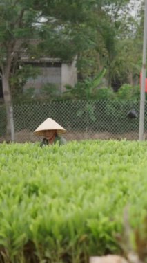Akasya ekiminde çalışan iki olgun kadın Vietnam 'da büyük şapkalarla güneşten korunuyor.