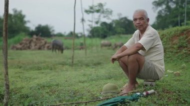 Vietnam 'da sığırların yakınındaki küçük bir taşın üzerinde oturan beyaz saçlı Asyalı olgun bir adam - 4K Yatay