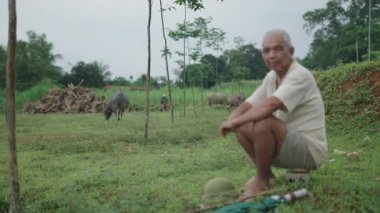 Asyalı çoban şemsiyesinin yanındaki taşın üzerinde otururken sığırlar huzur içinde otluyor - 4K Yatay