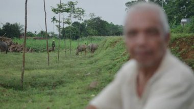 Asyalı çobanlar sığırlara göz kulak olur ve Vietnam 'da bol çimenli sessiz bir çayırda dinlenirler - 4K Yatay