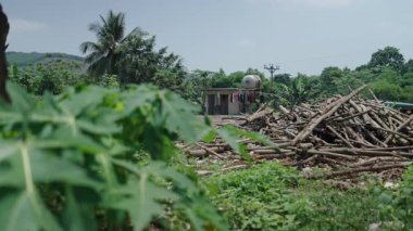 Vietnam 'ın kırsal kesimindeki küçük bir kulübede, eteklerdeki ağaç fabrikasının yanında - 4K Yatay