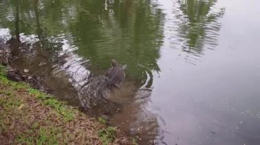 Lumpini Park Bangkok 'ta gölette yüzen Asya su monitörü - 4K Yatay