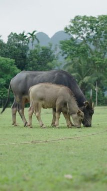 Vietnam 'da bir düzlükte buzağının yanında otlayan büyük bir bufalo - FullHD Dikey