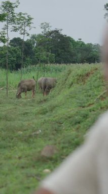 Asyalı çobanlar sığırlara göz kulak olur ve Vietnam 'da bol çimenli sessiz bir çayırda dinlenirler.