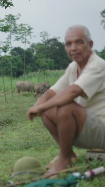 Asyalı çoban şemsiyesinin yanında bir taşın üzerinde otururken sığırlar huzur içinde otluyor.