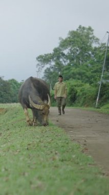 Bufalolar ve inekler Vietnam 'daki bir çiftlikte huzur içinde otluyorlar.