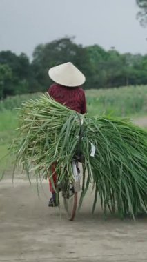 Vietnam 'da çiftçiler bisikletle tahıl taşıyorlar - FullHD Dikey