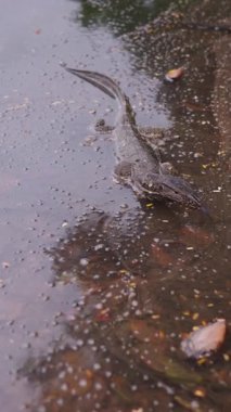 Büyük sürüngen sığ suda yavaşça yüzüyor - FullHD Dikey