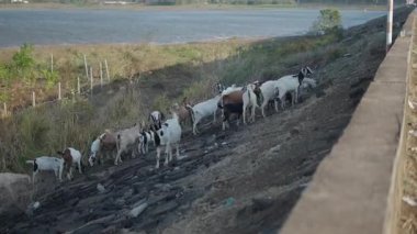 Long Thanh Lakes Vietnam 'daki gölün kenarındaki pis yolda yemek yiyen keçi sürüsü - 4K Yatay