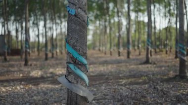 Long Thanh Lakes Vietnam 'da çıkarılmak için hazırlanmış geniş kauçuk ağaçları ormanı - 4K Yatay