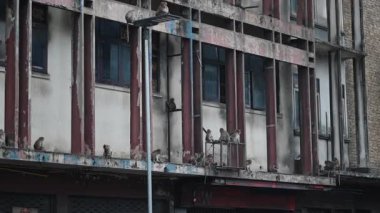 Maymunlar bir Asya şehrinin dışındaki terk edilmiş bir binanın pervazında toplandılar - 4K Yatay