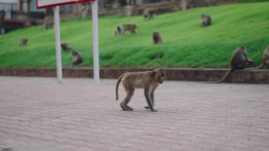 Tayland 'da bir şehrin kaldırımında bir maymun sakince yürüyor - 4K Yatay