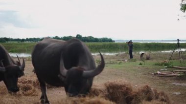 Bufalolar ot yerken fotoğrafçı Tayland 'da nehir kenarındaki pis bir yerde fotoğraf çekiyor - 4K Yatay