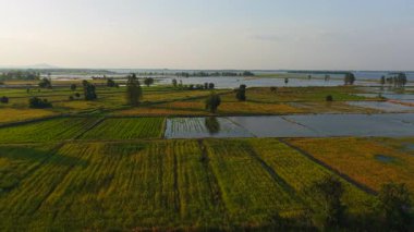 Bereketli yeşil kısmen su basmış pirinç tarlaları güneş ışığını günbatımında yansıtıyor - 4K Yatay