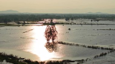 Kısmen sular altında kalan ağaçlar ve su bitkileri panoraması - 4K Yatay