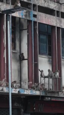 Maymunlar, Asya 'nın FullHD Dikey Kenti' ndeki terk edilmiş bir binanın pervazında toplanıyor.