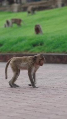 Tayland 'da bir şehrin kaldırımında sakince yürüyen bir maymun.