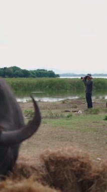 Bufalolar ot yerken fotoğrafçı Tayland 'daki FullHD Dikey Nehir Kıyısı' nın yakınındaki pis bir yerde fotoğraf çekiyor.