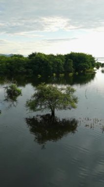Tayland 'daki Pasak Chonlasit Gölü' nün köpüklü sularında yetişen ağaçlar FullHD Dikey