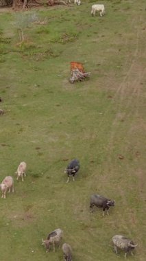 Bir grup inek ve boğa Pasak Gölü kıyısında çimen yiyorlar - FullHD Dikey