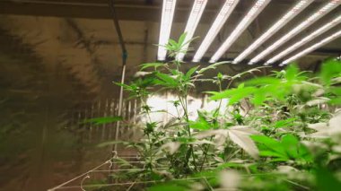 LED lambaların altında büyüyen marihuana bitkileri bir depodaki kapalı bir kenevir çiftliğinde - 4K Yatay
