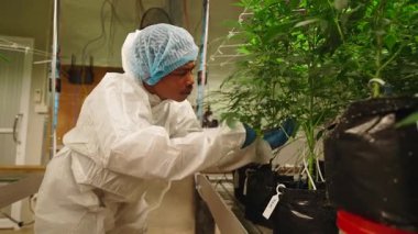 Bilimadamı, yasal bir iç tarım operasyonunda marihuana bitkilerini denetliyor ve bunlarla ilgileniyor - 4K Yatay