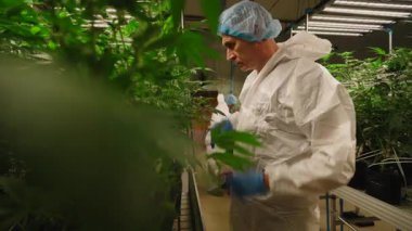 Bir seradaki Tıbbi Kenevir Bitkilerinin Korumasında Profesyonel İşçi - 4K Yatay