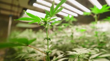 LED lambaları altında büyüyen marihuana fabrikası bir deponun içinde yasal bir yetiştirme tesisi - 4K Yatay