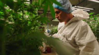 Hukuki Tarım Tesisinde Tıbbi Kenevir Bitkilerine Koruma Görevlisi Profesyonel İşçi - 4K Yatay