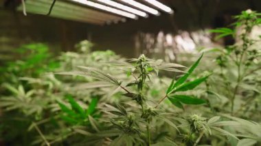 Yapay rüzgarlı kontrollü bir ortamda yapay ışık altında esrar bitkileri yetiştirmek - 4K Yatay