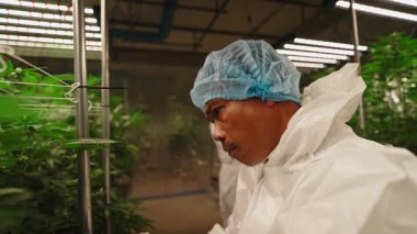 Koruyucu giysili Asyalı teknisyen kapalı bir çiftlikteki esrar bitkilerini hasat ediyor - 4K Yatay