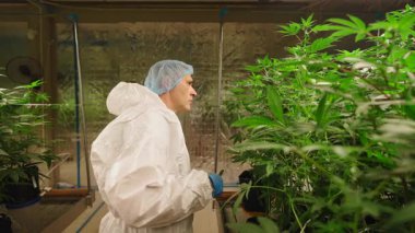 Kontrol Altındaki Marihuana Bitkilerini Denetleme Uzmanı - 4K Yatay