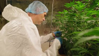Özel üniformalı bir mahsulle tıbbi marihuana bitkilerinin bakımı - 4K Yatay