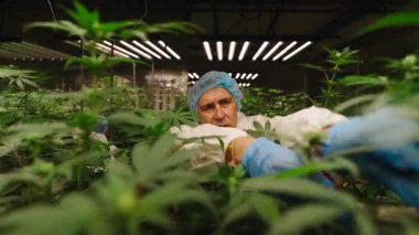 Kapalı bir hidrofonik büyüme operasyonunda esrar bitkilerini inceleyen profesyonel bir işçi - 4K Yatay