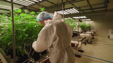 İç Büyüme Operasyonunda Kenevir Sativa Bitkilerinin Korumasında Profesyonel İşçi - 4K Yatay