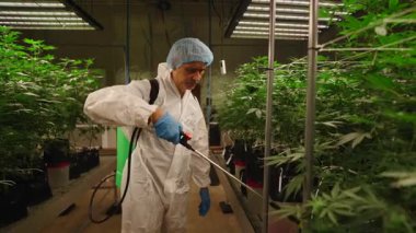 Koruyucu kıyafetli profesyonel bir bilim adamı seradaki kenevir bitkilerini besin maddeleriyle ilaçlıyor - 4K Yatay