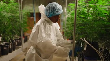 Profesyonel bir işçi, kapalı alanda yetiştirilen esrar bitkileriyle ilgileniyor - 4K Yatay