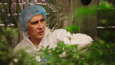 Bir büyüme odasında makasla kenevir bitkilerini budamak için profesyonel işçi - 4K Yatay