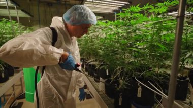 Profesyonel işçi marihuana bitkilerini suluyor ve yasal olarak yetiştiriyor - 4K Yatay
