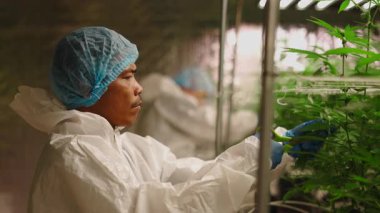 Profesyonel Esrar Üreticisi Kapalı Hidrofonik Çiftliği 'nde Marihuana Bitkileri Budama ve Hasat Ediyor - 4K Yatay