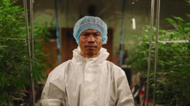 Seradaki Genç Asyalı Esrar Çiftçisi Bitkiler Arasındaki Kameraya Bakıyor - 4K Yatay