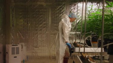 Kontrollü Yetiştirme Odasında Kenevir Sativa Bitkileriyle İlgili Profesyonel Bilimadamı - 4K Yatay