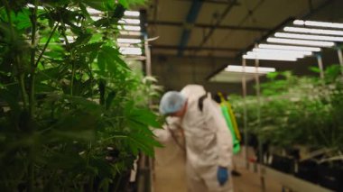 Asya 'daki büyük bir iç hukuk çiftliğinde esrar bitkileriyle ilgilenen profesyonel bir işçi - 4K Yatay