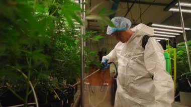 Profesyonel işçi, kapalı bir yasal yetiştirme odasında esrar bitkileriyle ilgileniyor - 4K Yatay