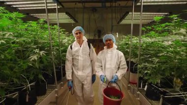 Koruyucu giysili iki işçi kapalı alanda yetişen kenevir bitkilerini kontrol ediyor - 4K Yatay