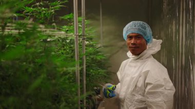 Profesyonel Esrar Üreticisi Bir Salon Hidrofonik Çiftliğinde Olgun Kenevir Bitkileri Eritme ve Toplama - 4K Yatay