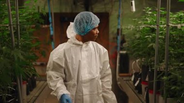 Bir seradaki kenevir bitkilerini denetleyen koruyucu giysi bilimcisi - 4K Yatay
