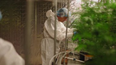 Koruyucu kıyafetli bir bilim adamı kontrollü bir ortamda kenevir bitkilerini dikkatle inceliyor - 4K Yatay
