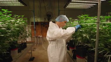 Koruyucu giysili bir laboratuar teknisyeni ot sativa bitkilerini bir büyüme odasında izliyor - 4K Yatay