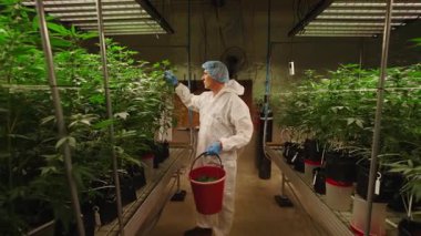Kenevir teknisyeni elinde bir kovayla bir yetiştirme tesisinde bitki topluyor - 4K Yatay